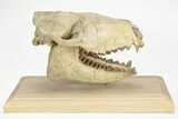 Fossil Oreodont (Merycoidodon) Skull on Base - South Dakota #217200-2
